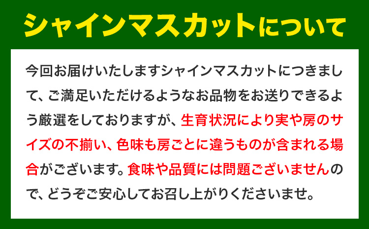 【先行予約】厳選 訳あり シャインマスカット 約1.3kg(2房) 岡山《9月中旬～11月中旬頃出荷(土日祝除く)》 シャインマスカット マスカット シャインマスカット シャインマスカット シャインマ