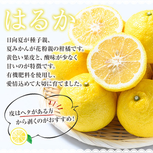 【先行予約】＼数量・期間限定／池之上果樹園 の はるか（みかん）5㎏箱バラ詰め満杯～2026年1月上旬頃より順次発送予定！～ 果樹【A-1813H】