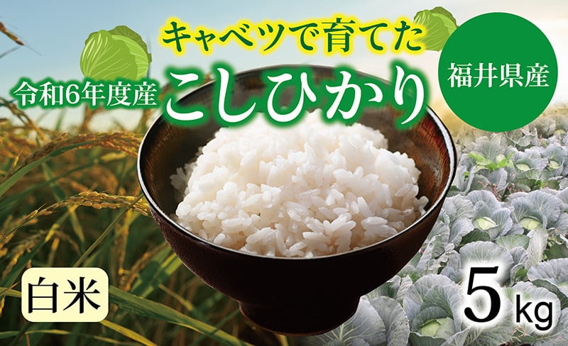 
            【令和６年度】 福井県産  キャベコシヒカリ 5kg
          