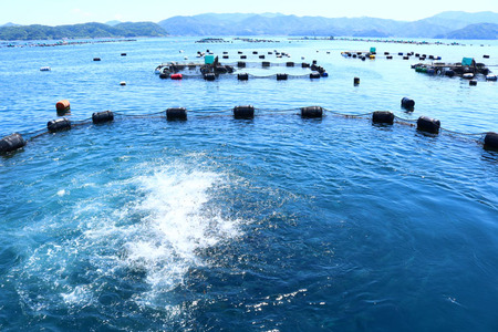 『荒木さん家のブリ』 ブリしゃぶセット（3～4人前）