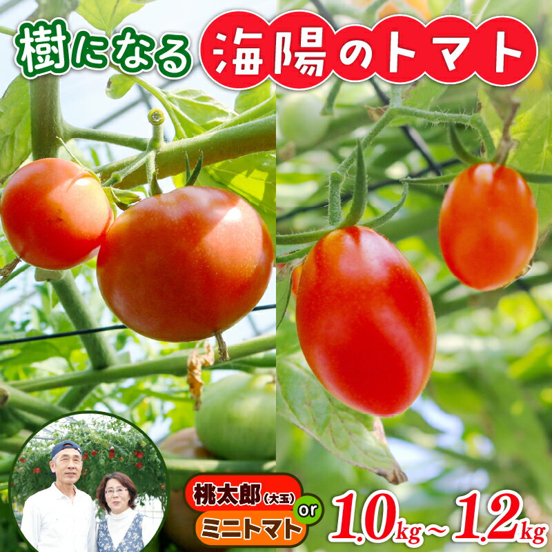 【ふるさと納税】樹になるトマト 海陽のトマト 桃太郎 ホープ ミニトマト アイコ ピンキー トレモロ THファーム ハイボニカ農法 減農薬 高糖度 リコピン トマト 桃太郎 ホープ ミニトマト アイコ ピンキー トレモロ ふるさと納税トマト 愛知県 南知多町 人気 おすすめ