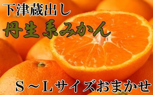 ［高糖系］下津蔵出し丹生系みかん約5kg（S～Lサイズおまかせ）★2026年2月下旬頃より順次発送