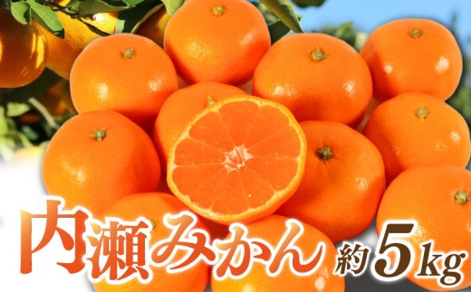 先行予約 みかん 温州みかん 約5kg 数量限定 期間限定 内瀬みかん アサヒ農園 柑橘 蜜柑 フルーツ 果物 くだもの 国産 ブランド 三重県 伊勢 志摩 南伊勢町 20000円 2万円