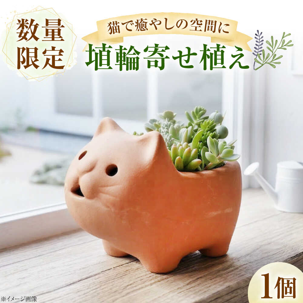 【ふるさと納税】多肉植物 寄せ植え ねこ型 / 鉢植え テラコッタ 埴輪カラー 園芸 ガーデニング ギフト プレゼント お取り寄せ 国産 贈答 送料無料 ご当地 老舗 インテリア おしゃれ 観葉植物 花 / 大阪府藤井寺市/JamFlowerSalon[BLAW007]