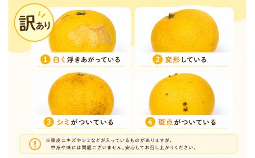 【先行予約受付】【R9年発送】 土佐文旦 L~4L 約5kg 訳あり フルーツ 柑橘 ぶんたん 特産品 高知県産 家庭用 果物 ジューシー 爽やか 酸味 甘み 芳香 2月 3月 4月 熟成 贈答用 ギフト 旬 季節限定 千光士農園 安芸市 高知県