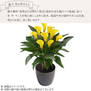 観賞用 花 カラー (5号) サンクラブ |  栃木県 下野市