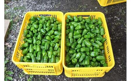 【先行予約】 苦みの少ない獲れたて新鮮ピーマン 約1kg 【 産地直送 料理 野菜 岩手県 陸前高田市 Farm Koganeyama 】2025年7月から発送予定 RT2759