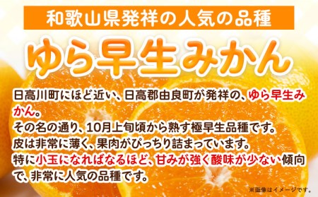 ゆら早生みかん 5kg　みかん