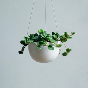 【観葉植物】MOLLIS ペペロミア ホープ 観葉植物【KINTO】