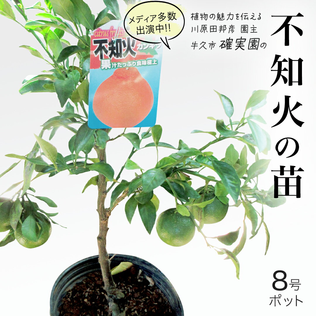 【ふるさと納税】不知火 の 苗 8号ポット 1点 苗木 庭木 果樹 ガーデニング 家庭菜園 園芸 鉢植え 庭木 果物 くだもの 観葉植物 インテリア 植木鉢