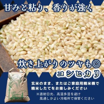 ふるさと納税 ひたちなか市 【先行予約・9月以降順次発送】令和8年ひたちなか市産　コシヒカリ(玄米)【10kg】 |  | 01