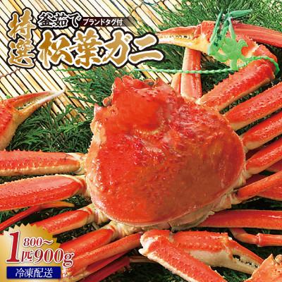 ふるさと納税 香美町 松葉がに 釜茹で 特選 冷凍 兵庫県香住産 約800〜900g×1匹【2025年11月中旬以降発送】