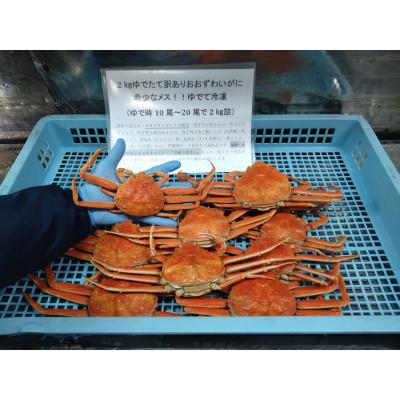 ふるさと納税 白老町 訳ありおおずわいメス10尾〜20尾入で2kg冷凍