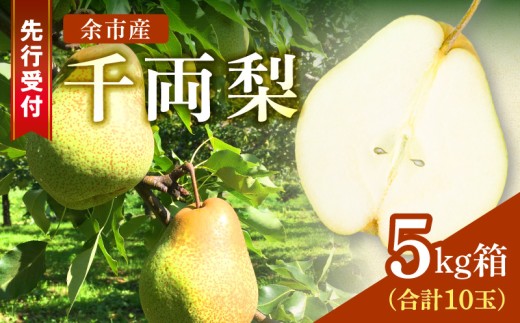 【2026年9月下旬以降発送】千両梨 5kg箱(10玉)北海道産 余市町産　シャキシャキとした食感とサッパリとした甘みが特徴 季節限定 千両梨 季節の味覚 5kg 箱 梨 ほぼ余市町でしか生産されていない 果物 フルーツ 贈り物 ギフト フルーツギフト お取り寄せ 北海道 余市町産 送料無料