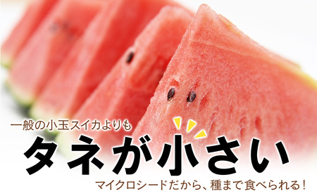 【2025年8月中旬より発送】 有機JAS認定！ スイカ ピノガール 数量限定 すいか 小玉 西瓜 フルーツ セット 果物  【かねこ農園】
