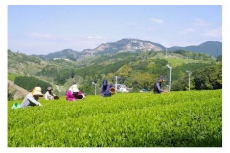 全国初の快挙！日本三大品評会 農林水産大臣賞受賞 三冠茶園 深蒸し掛川茶 200g×13袋 計2.6kg！ 美笠園 深蒸し茶 2043