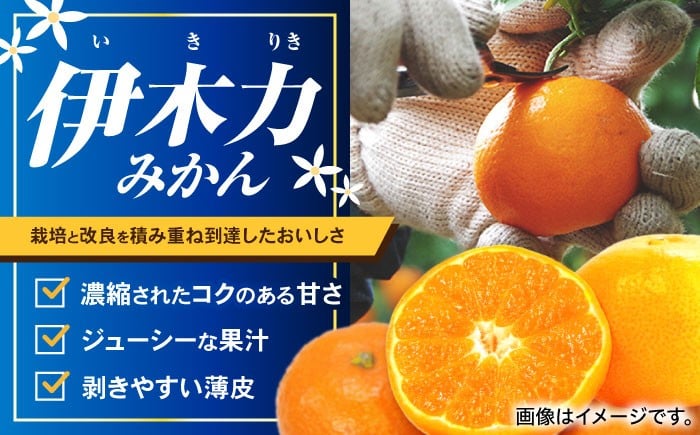 伊木力みかん 家庭用 10kg みかん ミカン 蜜柑 フルーツ 果物