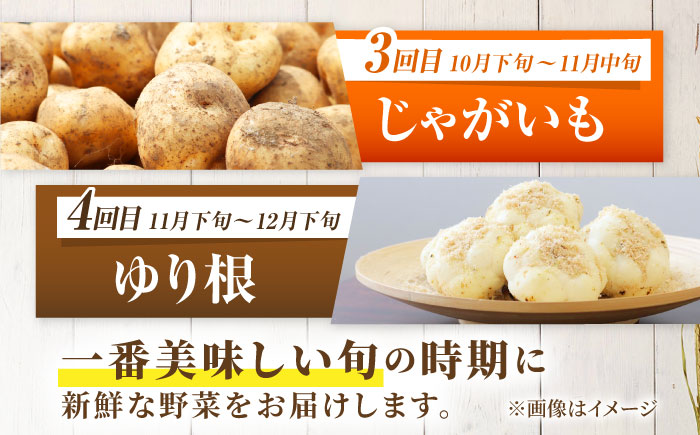 【2026年5月下旬以降順次発送】 【全4回定期便】 まっかり四季の恵みセット | 野菜セット 野菜 詰合せ アスパラ とうもろこし じゃがいも ゆり根 | 道の駅 真狩フラワーセンター [BPAM0
