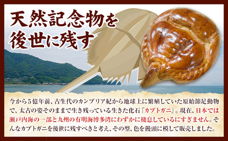 かぶとがにまんじゅう 中 8個 株式会社玉利軒《30日以内に出荷予定(土日祝除く)》岡山県 笠岡市 まんじゅう 饅頭 お土産 和菓子 手土産 送料無料