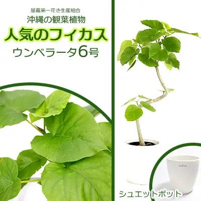 沖縄の観葉植物 フィカス ウンベラータ6号 シュエット鉢ポット 観葉植物