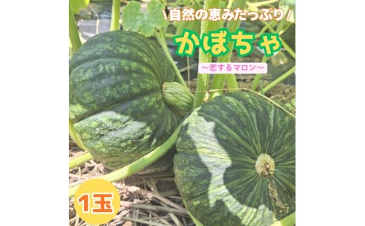 130004　高知の自然の恵みたっぷりこだわりかぼちゃ【恋するマロン】1玉