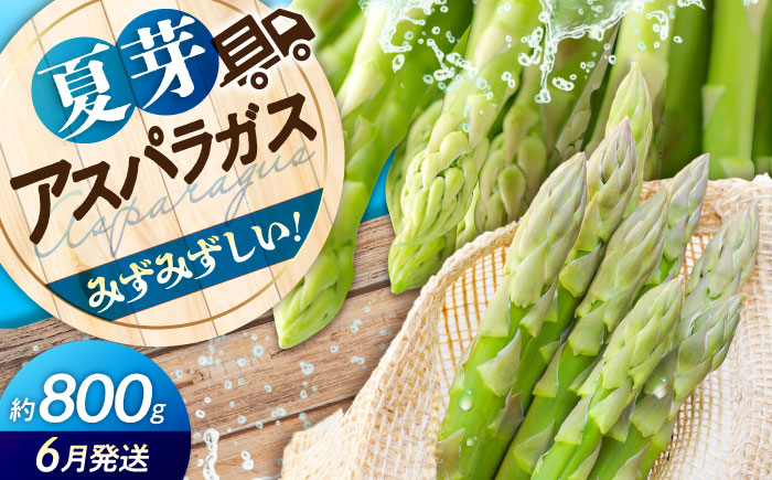 【先行予約】朝採れ アスパラガス 夏芽（約800g）とれたて アスパラ 旬 野菜 三次の恵みをおふくわけ 三次市/福分アスパラ [APAU002]