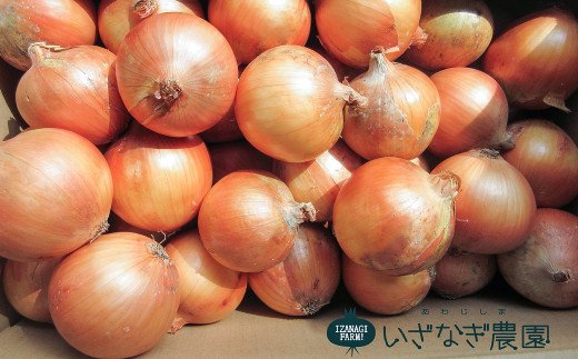 いざなぎ農園の淡路島たまねぎ10kg　　[玉ねぎ 玉葱 たまねぎ 玉ねぎ 玉葱 たまねぎ 玉ねぎ 玉葱 たまねぎ 淡路島 玉ねぎ 玉ねぎ 玉ねぎ 玉ねぎ 玉ねぎ 玉ねぎ 玉ねぎ 玉ねぎ 玉ねぎ 玉ねぎ 玉ねぎ 玉ねぎ 玉ねぎ]