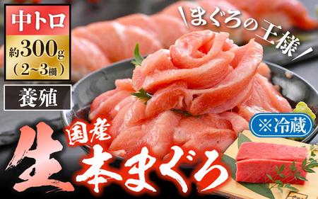 まぐろの王様！生本マグロ中トロ300g [e04-a081] 本まぐろ 本マグロ まぐろ マグロ 鮪