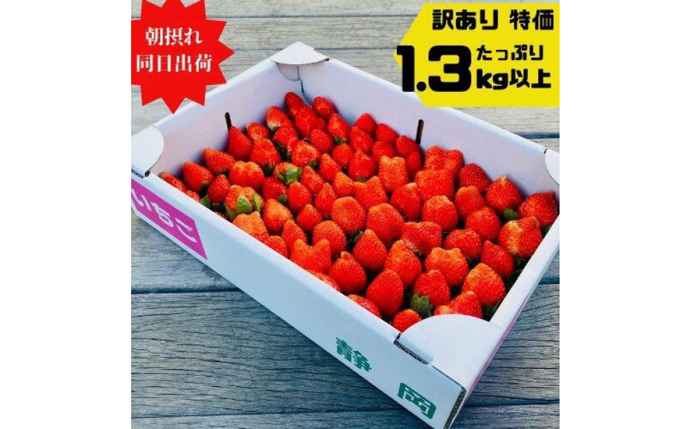 【訳あり】《限定3月発送》  朝採り同日出荷 いちご　御前崎産かおり野　訳ありお得パック 1.3kg｜フルーツ 果物 くだもの 果実 おやつ デザート 静岡 222232_BQ009