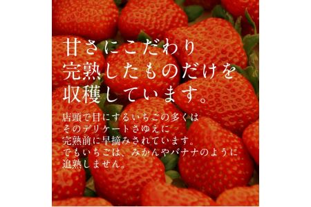 いちご 紅ほっぺ 4パックセット［島根県安来産　完熟イチゴ］【【 先行予約 受付 完熟 苺 島根県産 甘い 人気 特産品 高級 フルーツ デザート 】