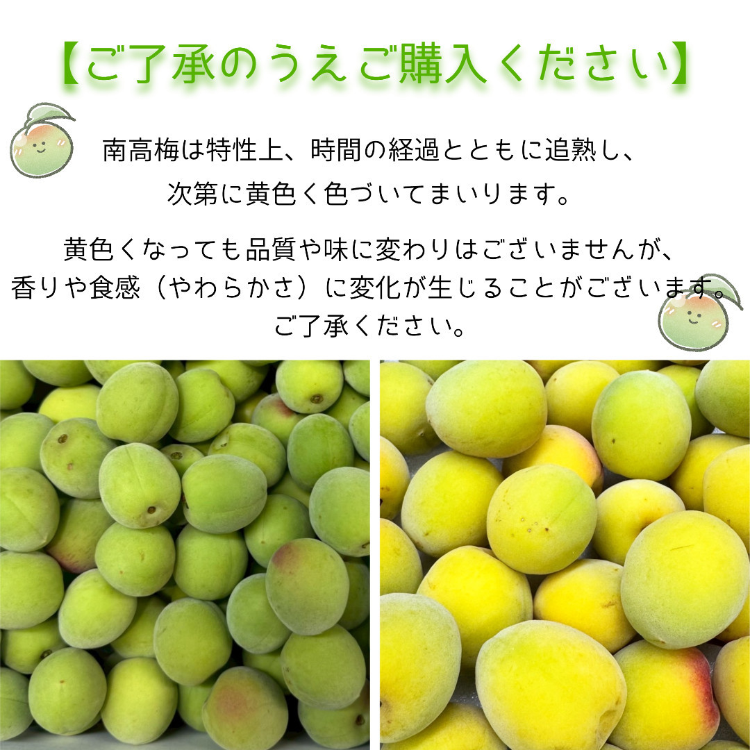 黄色～完熟梅 南高梅 1kg DJ066_イメージ2