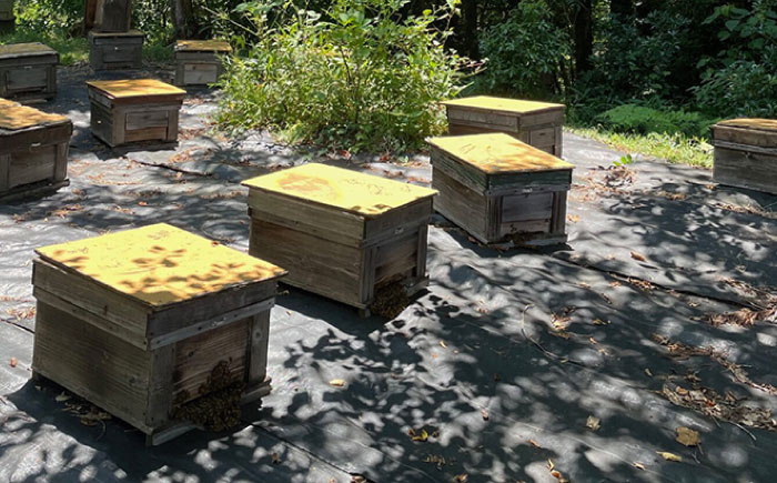 純粋ハチミツ 巣蜜（コムハニー） 瑞浪市 / honey shop Bee farm asano 蜂蜜 はちみつ [AZBT017]