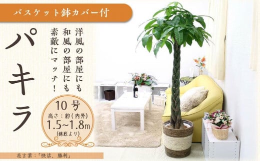 【観葉植物】パキラ 10号 ストライプバスケット鉢カバー 土の表面:ウッドチップ【観葉植物 植物 鉢付 インテリア 部屋 室内 オフィス 癒し エコ グリーン マイナスイオン リラックス オシャレ おしゃれ ギフト プレゼント 贈り物 人気 おすすめ  福岡県筑前町 送料無料 AG010】