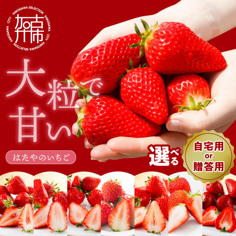 【ふるさと納税】＼選べる内容量／はたやのいちご 2Pセット自宅用 3Pセット贈答用いちご 3品種食べ比べセット(3パック入)