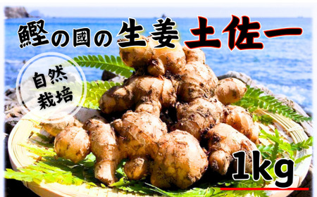 生姜 1kg 高知 自然栽培 しょうが ジンジャー