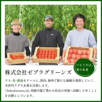 【限定出荷】"たまとま"＋カラーミニトマト(約4kg)《 野菜 トマト ミニトマト カラートマト 期間限定 送料無料 おすすめ 美味しい セット とまと ふるさと納税 》【2401C12101】