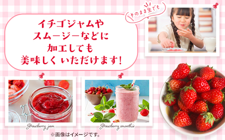 ＜訳あり いちご あまおとめ 約1.3kg 小粒 加工用 冷蔵 規格外品＞ 国産 サイズ 小粒 詰め合わせ アマオトメ 訳あり 訳アリ フルーツ 果物 苺 いちご イチゴ シャーベット スムージー り