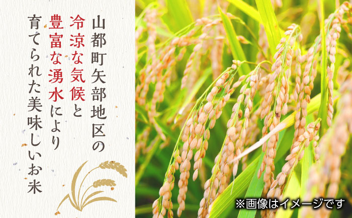 【全3回定期便】令和5年産  矢部米 普通栽培米 10kg (5kg×2袋) お米 熊本産 定期便 【一般社団法人 山都町観光協会】[YAB033]