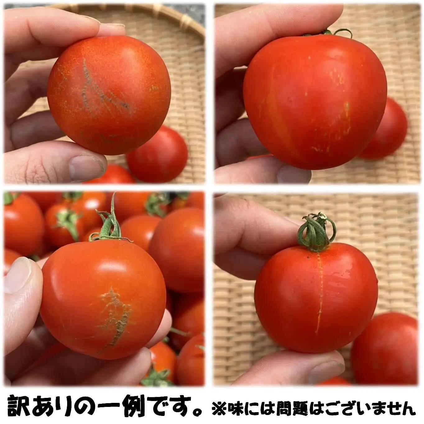 【訳あり】極旨トマトクール便 食べ比べ2種セット 北海道壮瞥町産 スイート＆ラビットゴッホ 1.5kg 中玉トマト SBTAJ040