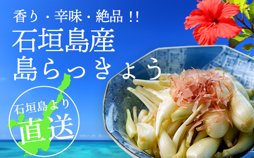 石垣島産 島らっきょう1000g 《2025年3月上旬～順次発送予定》｜沖縄 石垣 野菜 らっきょう 島らっきょう 1kg 産地直送 SI-101