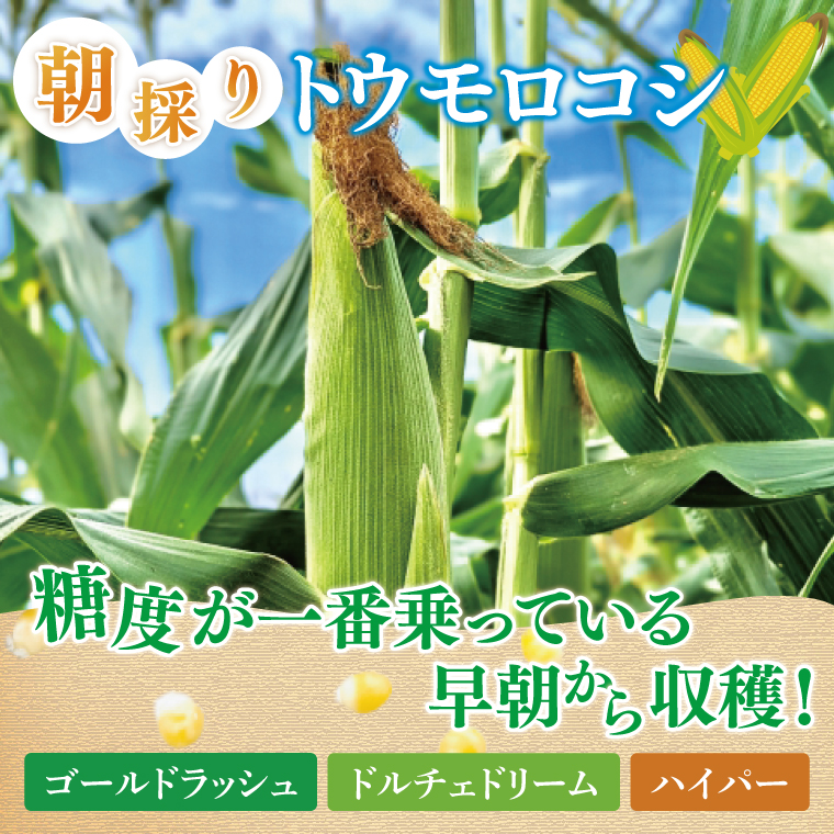 【先行予約 6月中旬から順次配送】とうもろこし　9本～13本入り（約5kg）【野菜 甘い トウモロコシ 玉蜀黍 茨城県 阿見町産】(76-06)