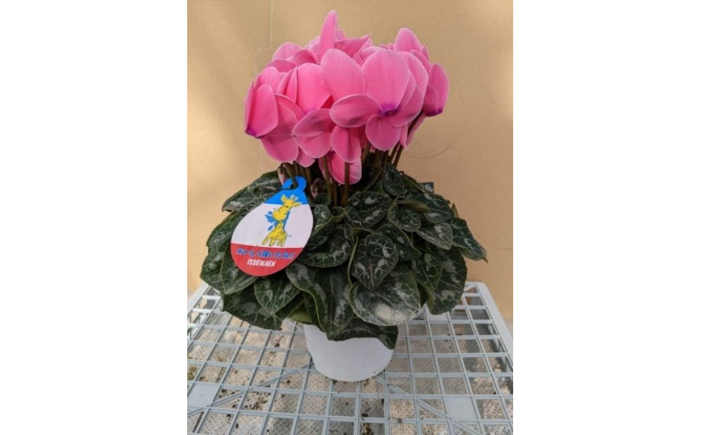 シクラメン 5号鉢 ｜シクラメン 花 生花 鉢植え ギフト プレゼント 贈り物 記念日 イベント クリスマス 季節限定 イッセイ花園 栃木県 日光市
