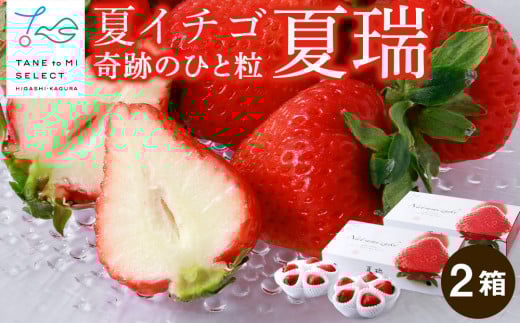 2025年発送☆【夏イチゴ】奇跡のひと粒「夏瑞」4パックセット