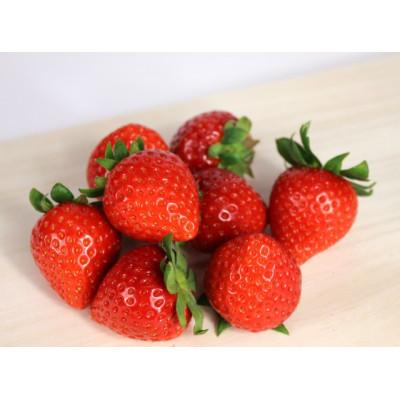 ふるさと納税 太宰府市 【あまおう95%】いちごの冷凍ピューレ約1200g(太宰府市) |  | 01