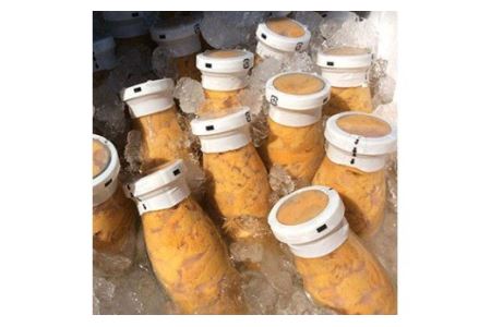 北三陸の生うには今だけ！無添加採れたて「生うに」そのままビン詰180ｇ×３本 岩手 三陸 久慈 牛乳瓶 冷蔵 180ｇ 3本 生 雲丹 ウニ 新鮮 添加物不使用 ミョウバン不使用 送料無料 配送指定日
