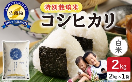 佐渡島産コシヒカリ 白米2kg 令和7年産 特別栽培米 農薬・化学肥料5割減 単一原料米 | 新潟県産コシヒカリ 新潟産コシヒカリ 新潟コシヒカリ 佐渡産コシヒカリ 新潟県産こしひかり 佐渡産こしひかり お米 米 こしひかり 白米 精米 ブランド米 おこめ コメ 2キロ 少量 お試し にいがた さど 新潟県 佐渡市