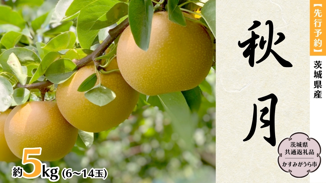 【 先行予約 】 茨城県産 梨 秋月 約5kg 6玉～14玉 (茨城県共通返礼品 かすみがうら市) (2025年9月中旬発送開始) 産地直送 久保田果樹園 フルーツ 甘い 直送 茨城 限定 ギフト 梨 秋月 あきづき 果物 [DH004sa]