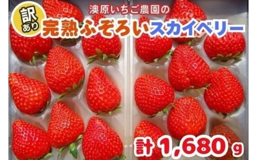 訳あり粒不揃い スカイベリー 1,680g (280g×6P) 《1月上旬～4月の期間で発送》 澳原いちご農園 | いちご 苺 イチゴ フルーツ 果物 産地直送 栃木県産