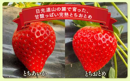 【定期便】＜いちご3ヶ月定期便＞先行受付 とちあいか とちおとめ 300g以上2パック計3回 | 完熟 ※2027年1月～発送