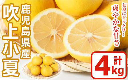 No.221 ＜先行予約受付中！3月下旬～5月上旬までの間に発送＞鹿児島県産！吹上小夏(4kg) 小夏 日向夏 みかん ミカン 蜜柑 柑橘 フルーツ 青果 果実 鹿児島 国産 九州産 ギフト 贈答【黒川農園】